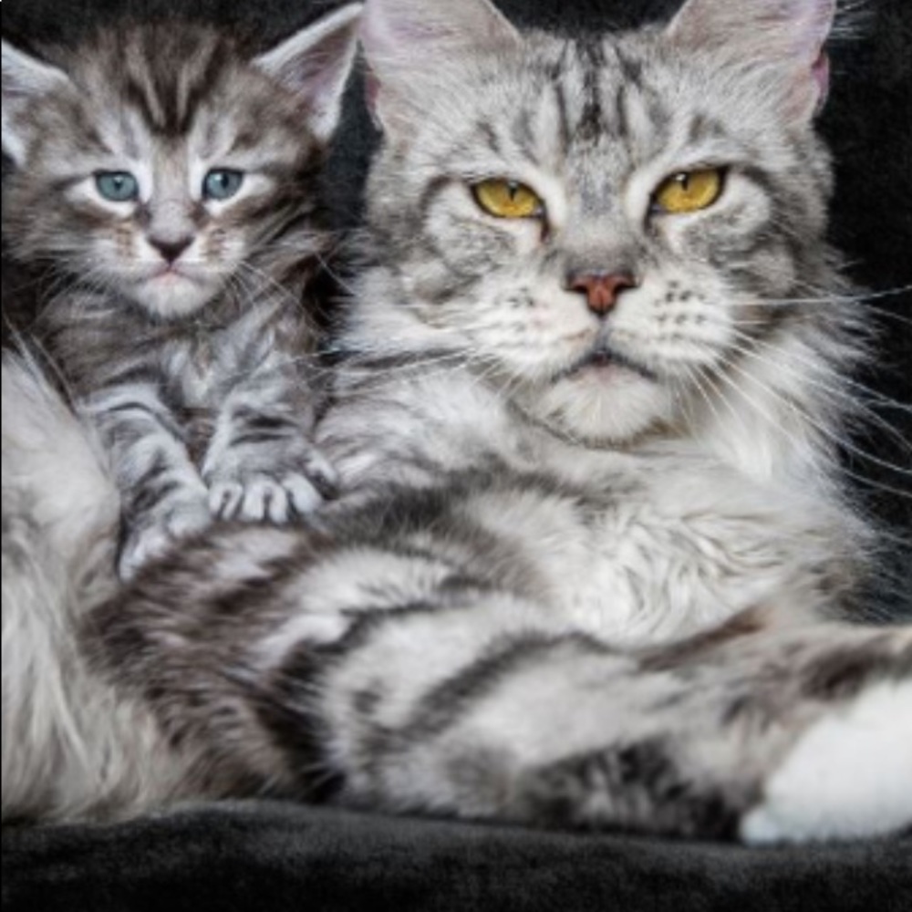 Meet your Posher, Patricia